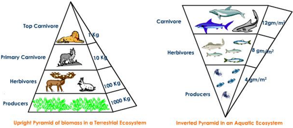 explain ecological pyramid
