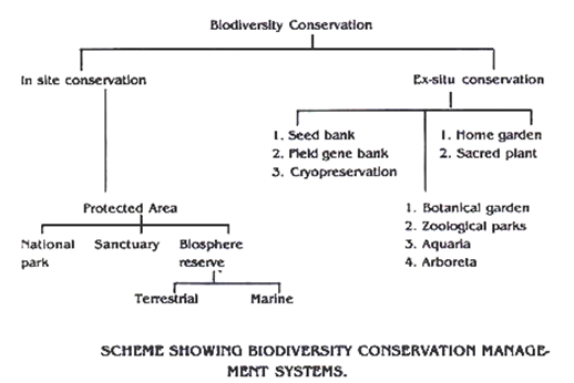 Biodiversity Conservation Scraby