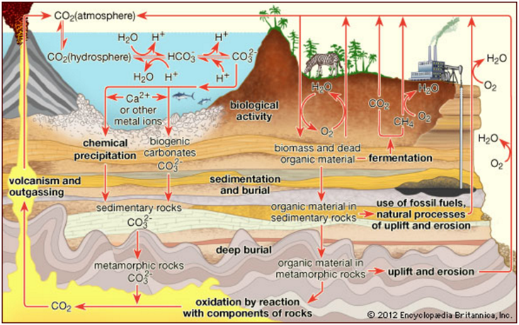 carbon-cycle-exam-yatra